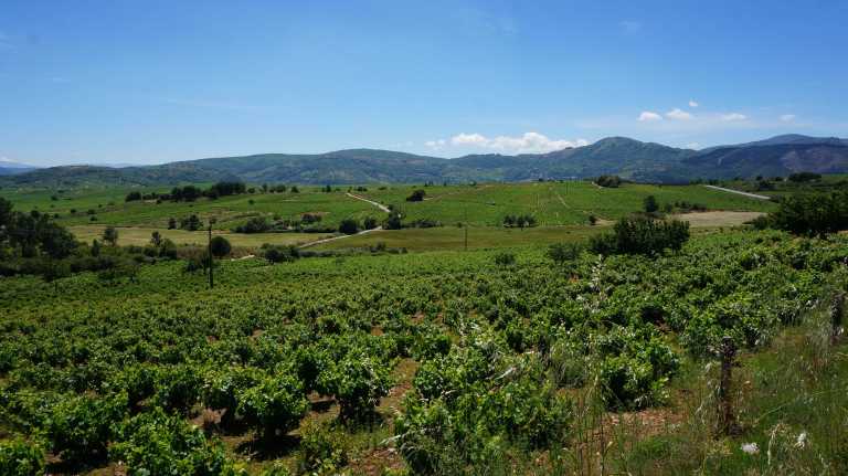 De druivenvelden rond El Bierzo